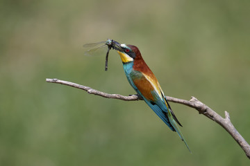 Bee eater