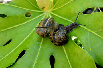 Dos caracoles encima de la hoja verde