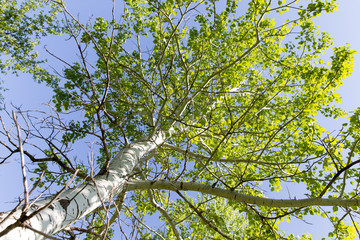 Tree with green leaves against the blue sky