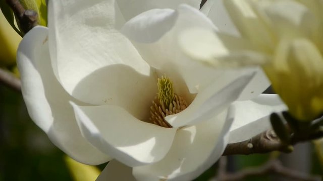 Beautiful magnolia bloom in sunshine.