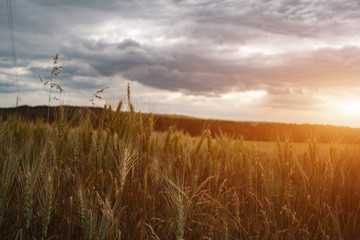 Fototapeta na wymiar Wheat field landscape in the summer evening.