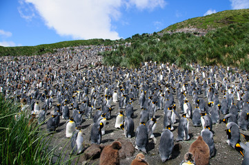 King Penguins on Salisbury plains © Goldilock Project