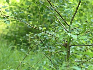 Zaunkönig (Troglodytes troglodytes) 