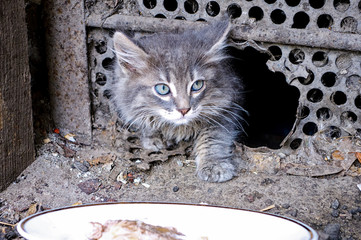 Stray kitten cautiously come out from the hole to the plate with food.