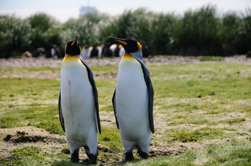Fototapeta premium King Penguins on Salisbury plains