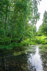 A quiet backwater with large birch trees on the shore.