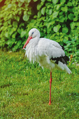 Stork on the Grass