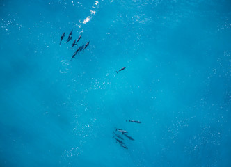 Fototapeta na wymiar Aerial view of Dolphins off the west coast of Oahu Hawaii