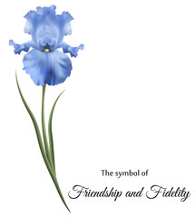 Изысканные цветы, голубые ирисы. Символ дружбы и верности.