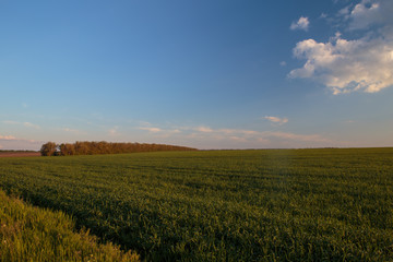 Fototapeta premium Russia, time lapse. Clouds over the vast fields of ripe wheat in the middle of summer at sunset.