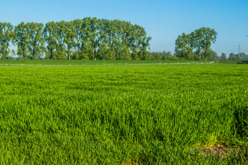 Zons - ein Sommerspaziergang 01