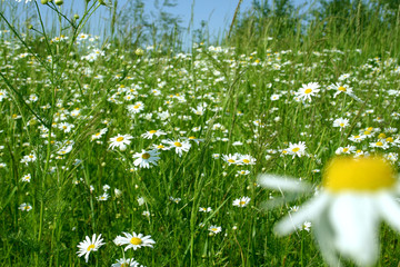 Beautiful field with chamomile flowers. Daisy flowers, camomile. Soft focus