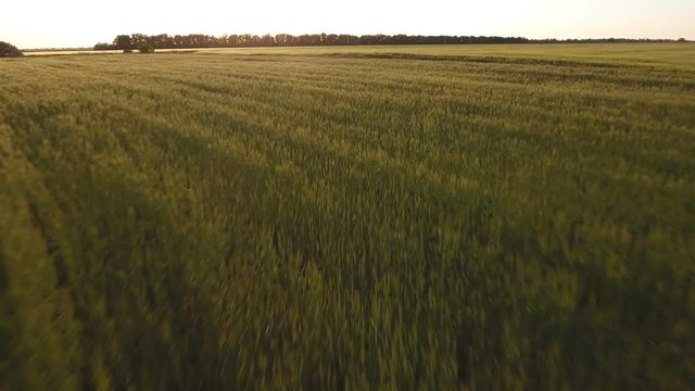 Aerial survey of a wheat field at sunset