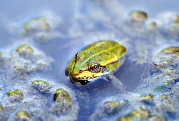 Kleiner Frosch schaut aus dem Wasser