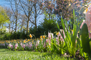 Obraz premium Nice colored flowers in the park