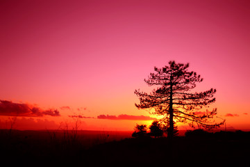 Tramonto rosso con una silhouette di un albero di abete