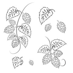 Branches of hops with cones, isolated on a white background without a shadow.