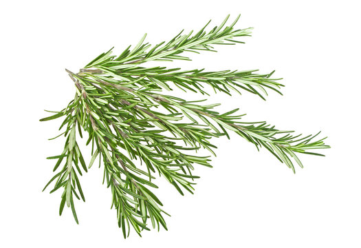 Sprigs of rosemary on a white background