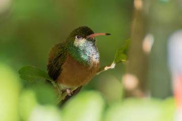 Colibri
