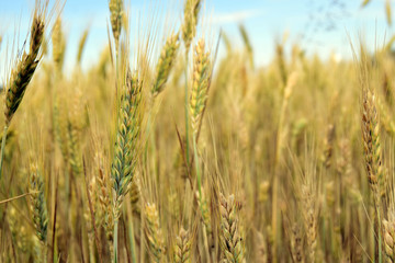 Fototapeta premium Grain ears grow in the field. Agricultural harvest. Rural landscape.