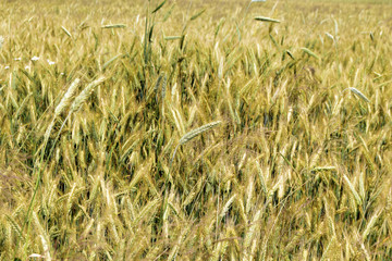 Grain ears grow in the field. Agricultural harvest. Rural landscape.