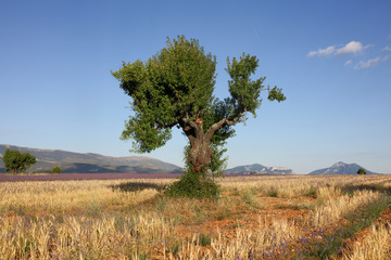 lavandes en Provence