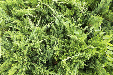 Green background with thuja shrubs