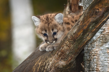 Female Cougar Kitten (Puma concolor) Peers Out from Tree