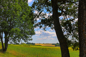 lavandes en Provence