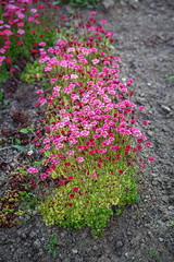 Saxifrage. Perennial garden plant in the garden