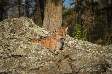 Female Cougar Kitten (Puma concolor) Looks Right From Atop Rocks