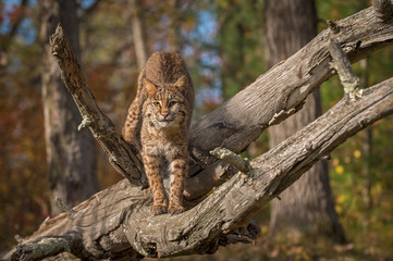Bobcat (Lynx rufus) Stares Out From Log