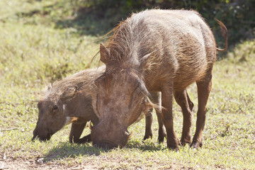 Warthog mother and child grazing