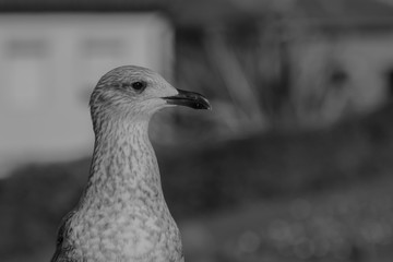 Gulls at Porto Cathedral