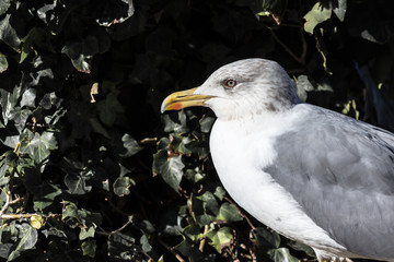 Gull at Porto Cathedral