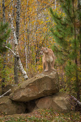 Adult Male Cougar (Puma concolor) Licks Nose
