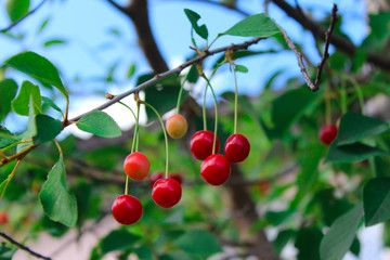 Obraz premium Growing cherry