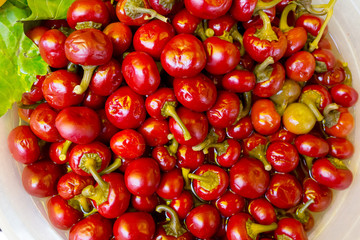 Delicious sweet red pepper pickles