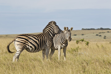 Fototapeta na wymiar Zebra resting its head on the back of the other