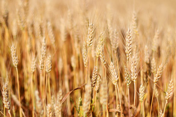Spikes of ripe wheat. Golden winter wheat field in sunlight closeup, shallow depth of field. Agriculture, agronomy and farming background. Harvest concept.
