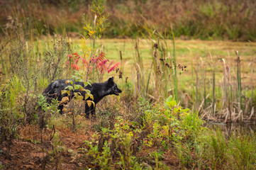 Silver Fox (Vulpes vulpes) Looks Right