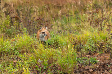 Red Fox (Vulpes vulpes) in Weeds Looks Right