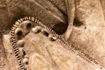 Fossils in rock