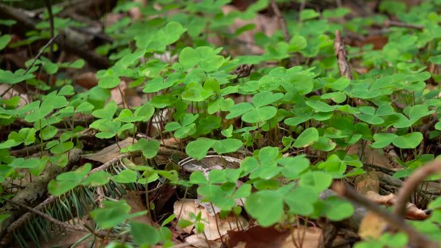 Spring young green clover stirs from the whiff of wind