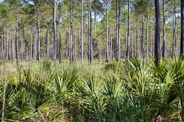 Saw palmetto growing under a stand of loblolly pine trees © Nancy