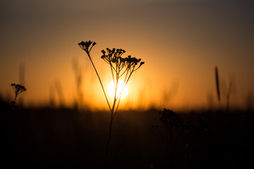 Sunset in the field