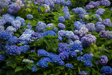  Hydrangea - Hortensie