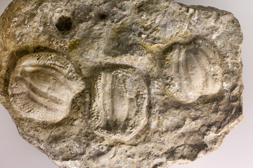 Fossils in rock