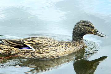 duck Gadwall on the water