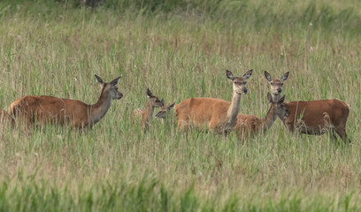 wildtiere